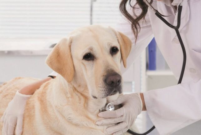 Veterinary Medicine